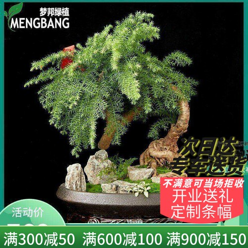 基地苗圃绿植同城直达 专人专车送货上门
