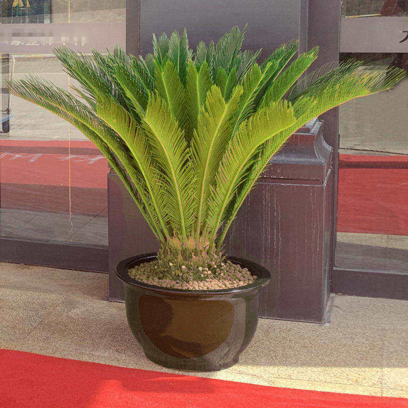 梦邦铁树盆景苏铁盆栽大型绿植室外庭院阳台植物观赏树同城配送