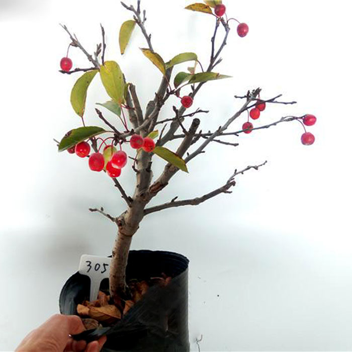 冬红果盆栽果树苗迷你小苹果盆景果树苗芭蕾小苹果树桩苗苹果树苗