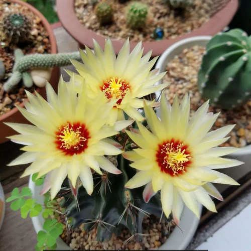 仙人球龙王质量怎么样 仙人球龙王口碑怎么样 小麦优选