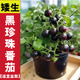 四季 矮生黑珍珠番茄种子盆栽小西红柿阳台蔬菜种籽高产新手易载种