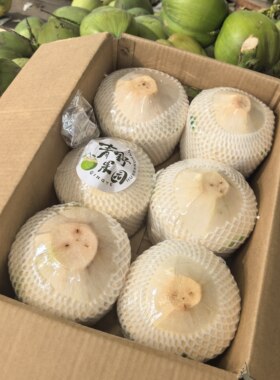 青野果园海南文昌新鲜椰子当季水果去皮青椰椰子水孕妇补水椰青