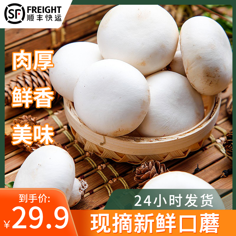 烧烤 虾滑 煲汤 口蘑新鲜白蘑菇现摘现发双孢菇时令蔬菜食用菌菇 水产肉类/新鲜蔬果/熟食 新鲜松茸/菌菇 原图主图