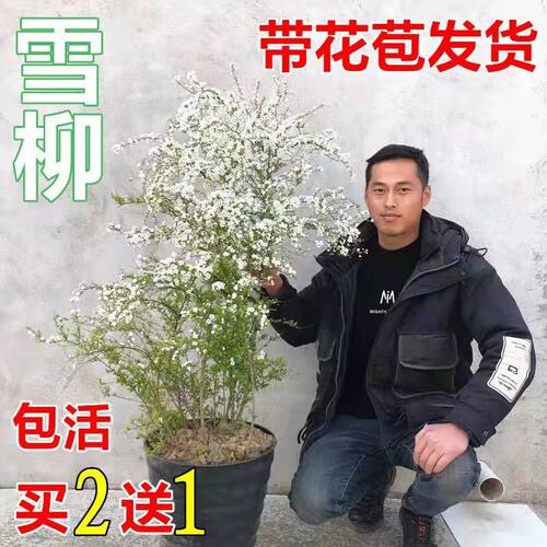 雪柳植物喷雪花苗盆栽绿植客厅珍珠梅庭院大苗雪柳叶树苗鲜枝条