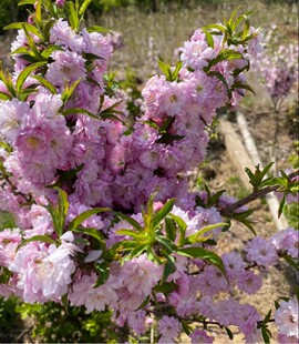 重瓣榆叶梅喷雪花珍珠梅雪柳盆栽花卉绿植庭院阳台雪柳鲜枝条雪梅