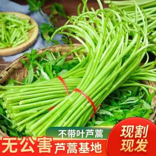 【顺丰冷链包邮】现摘现发新鲜藜蒿芦蒿泥蒿柳蒿基地直发当季蔬菜