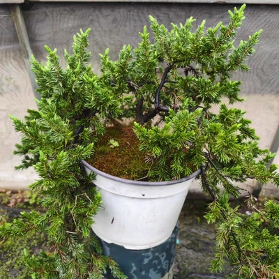 花镜植物蓝色针叶树  蓝太平洋岸刺柏  日本杜松耐寒彩叶庭院树种