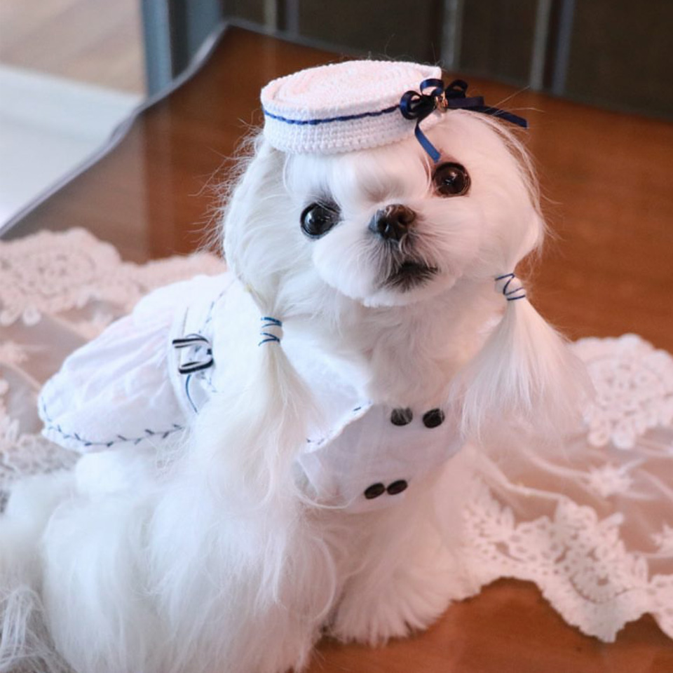 独立原创宠物帽子GUGUT可定制