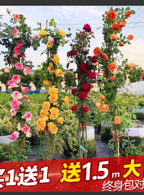 特价福利款露天大苗2颗装39.8元藤本月季花苗爬墙大花卉盆栽庭院