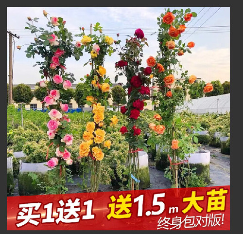 特价福利款露天大苗2颗装39.8元藤本月季花苗爬墙大花卉盆栽庭院