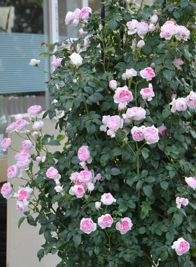 我的心土球发货多季开花刺少拱门花墙