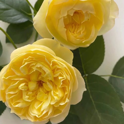 柠檬味砂糖 日本超新品月季淡黄色切花苗盆栽灌木植物