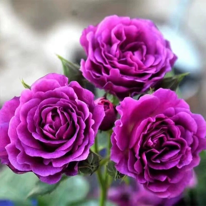 比利时浓香月季花苗蓝紫浓香玫瑰阳台花园好养花卉绿植盆栽,鲜花速递/花卉仿真/绿植园艺,月季/蔷薇/玫瑰,淘宝优惠券,粉丝福利购,淘宝优惠卷