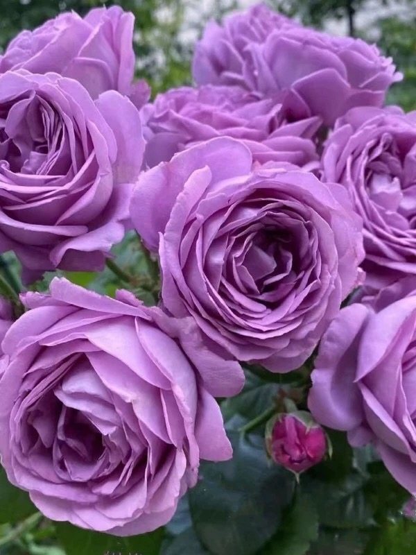 微蓝月季花苗四季浓香灌木大切花阳台盆栽庭院地栽花苗玫瑰欧月,鲜花速递/花卉仿真/绿植园艺,月季/蔷薇/玫瑰,淘宝优惠券,粉丝福利购,淘宝优惠卷