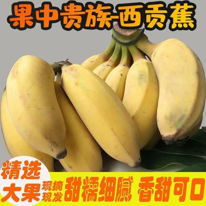 精选广西新鲜西贡蕉净重9斤西贡米蕉香甜粉糯无催熟剂