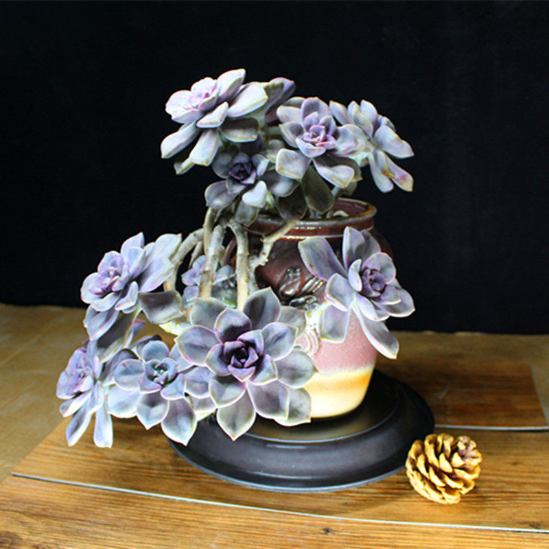 特价多肉植物老桩紫乐大老庄防辐射多肉植物盆栽一物一拍包邮