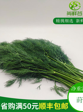 新鲜香料 刁草 洋茴香 莳萝叶 西餐调味 香料 摆盘DILL 250克装