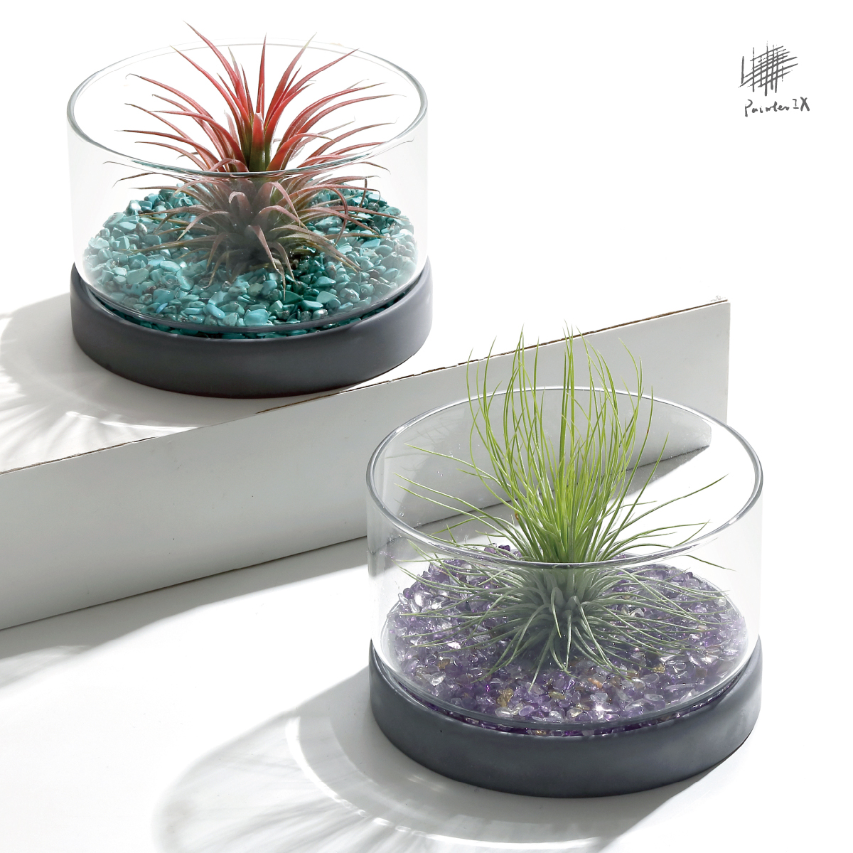 空气凤梨家居办公桌面绿植微景观