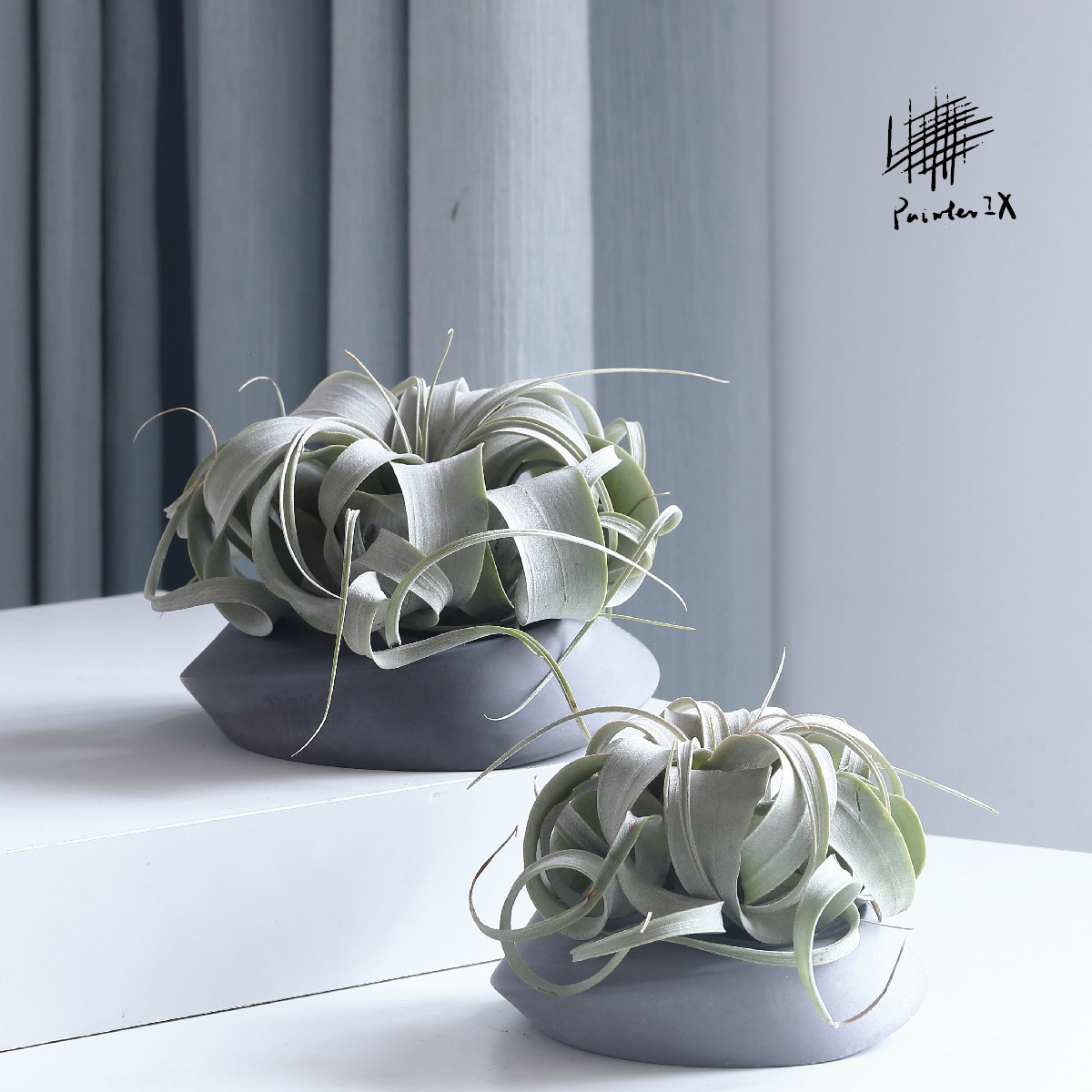 pix名贵大型空气凤梨绿植物霸王办公室内创意小盆栽摆件花卉四季