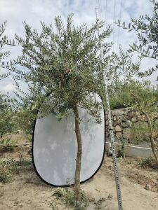 阳台绿植橄榄树庭院盆栽