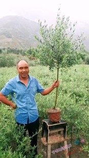 油橄榄树盆栽超大绿植室内大型真植物阳台庭院北欧绿植四季 常绿