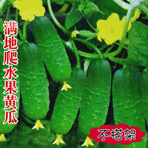 蔬菜不搭架四季阳台盆栽种孑包邮