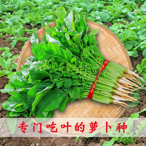 苗用萝卜种子小青菜萝卜苗专用种春季四季播阳台蔬菜种孑菜种籽。