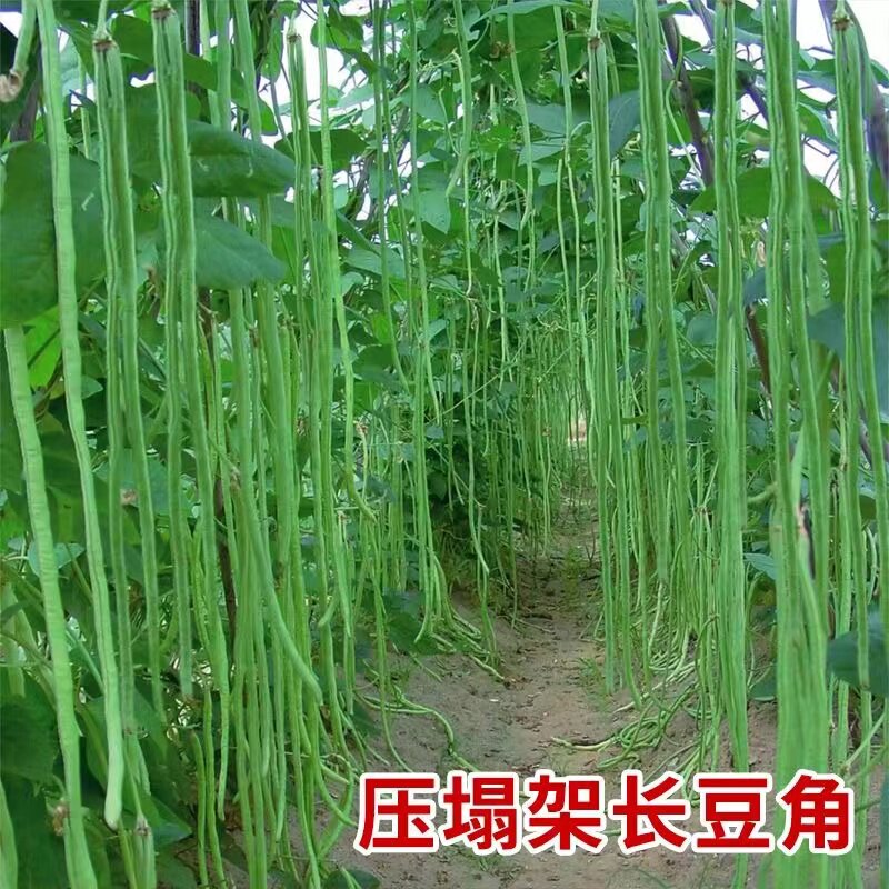 摘不败豆角种子特长豇豆压塌架小五叶春夏秋四季阳台蔬菜种籽孑苗