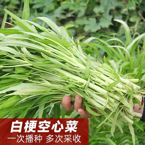 白梗柳叶空心菜种子津科力丰大叶