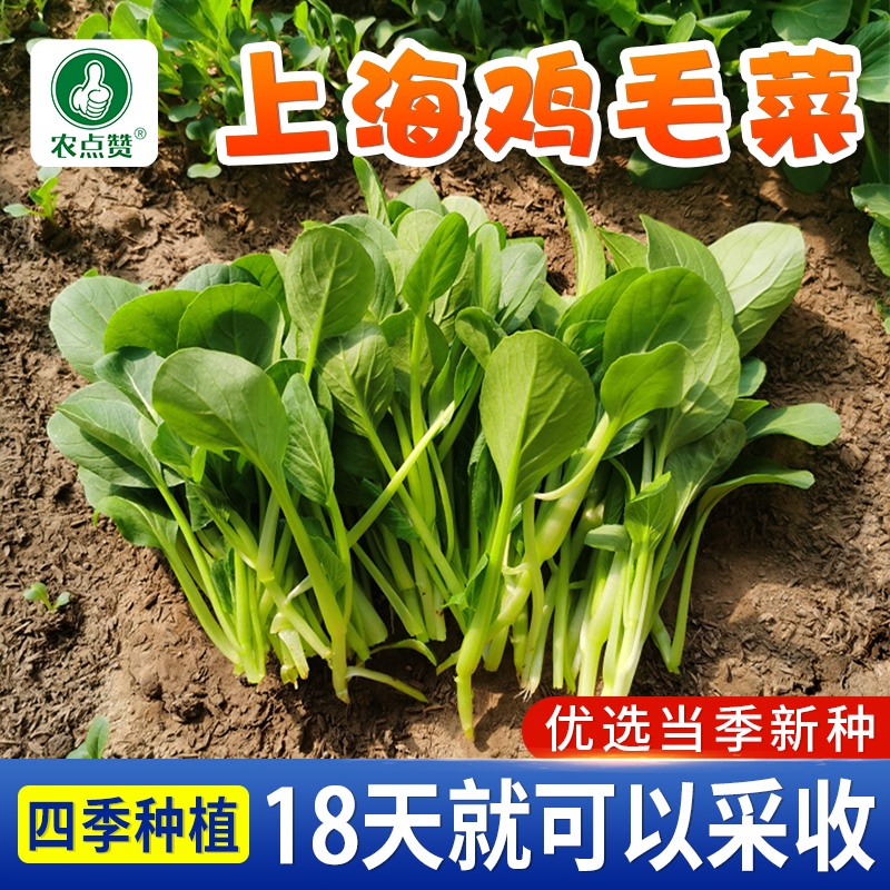 四季上海青鸡毛菜种子白菜菜籽种小青菜种孑阳台盆栽蔬菜种子大全-封面