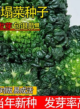 乌塌菜种子农家庭院发芽率高蔬菜