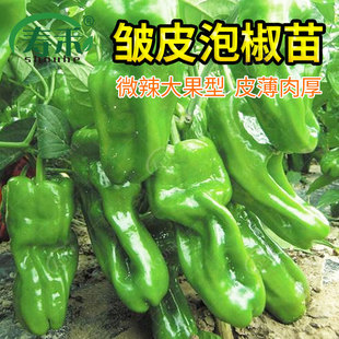 蔬菜薄皮泡椒种子辣椒种籽苗虎皮微辣大果菜皱皮牛角椒籽种孑苗子