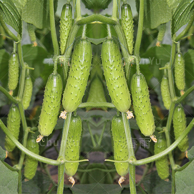 旱黄瓜秋黄瓜种籽苗秧东北唐山胡瓜大四季秋季秋种农家蔬菜种子孑
