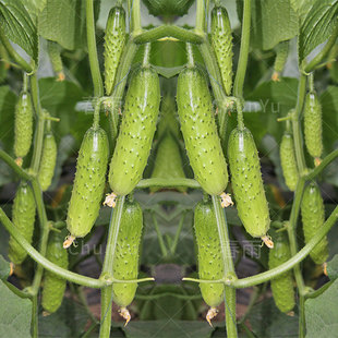 旱黄瓜秋黄瓜种籽苗秧东北唐山胡瓜大四季秋季秋种农家蔬菜种子孑