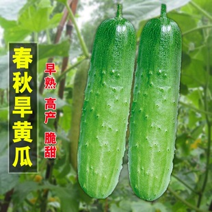 春秋旱黄瓜种籽水果黄瓜本地土黄瓜四季播早熟高产耐热蔬菜种孑子
