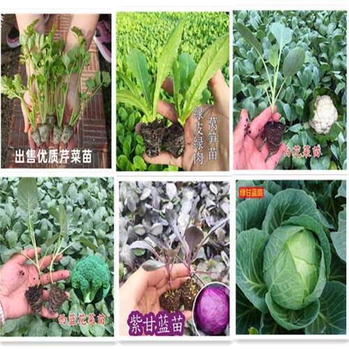 芹菜苗四季一年生莴笋苗西蓝花苗