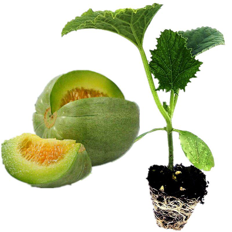 绿宝石甜瓜苗秧超甜香瓜苗早熟高糖羊角蜜四季栽阳台盆栽蔬果菜苗,鲜花速递/花卉仿真/绿植园艺,家庭园艺种子,淘宝优惠券,粉丝福利购,淘宝优惠卷