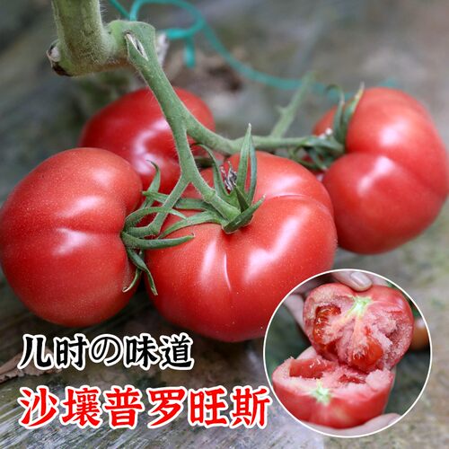 西红柿 早熟 种子 种籽 番茄 蔬菜水果