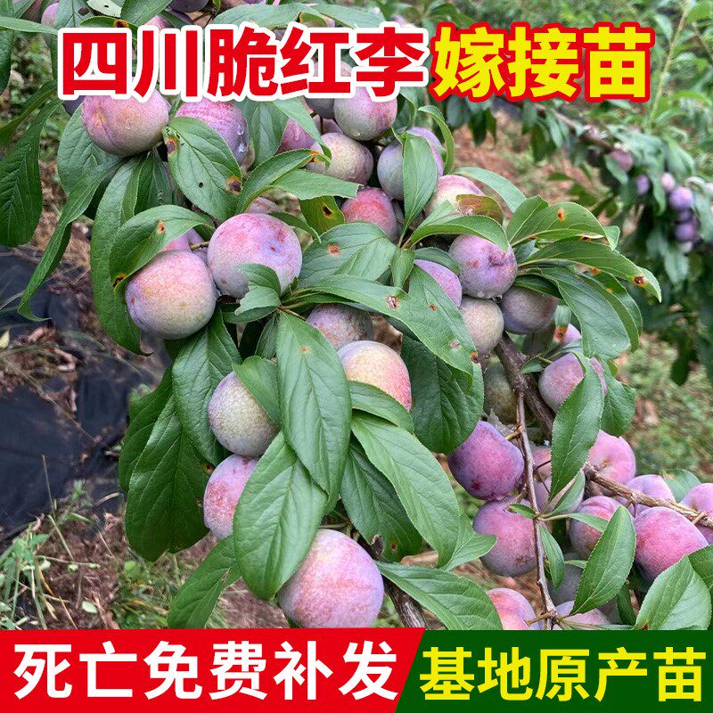 晚熟九月脆李子树苗早熟巴山脆李苗空心嫁接苗李树苗巫山脆李子苗