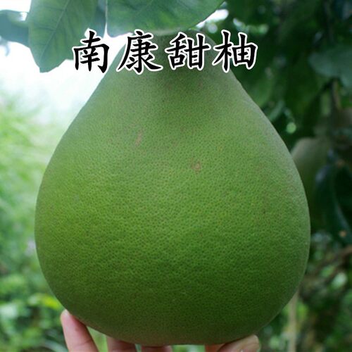 南康甜柚 柚甜柚 树苗 嫁接 斋婆柚 结果