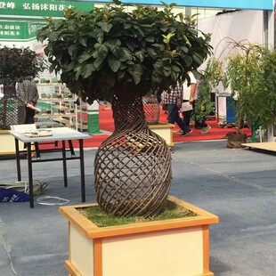 高档树苗紫薇造型花瓶 /紫薇树苗/桂花花瓶/海棠花瓶小叶女贞造型