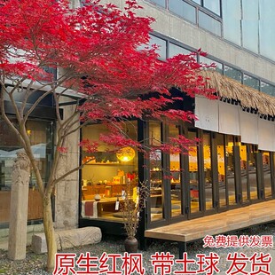 风格 盆栽 红枫树苗原生日本红枫树苗庭院绿化原生红舞姬日式 四季