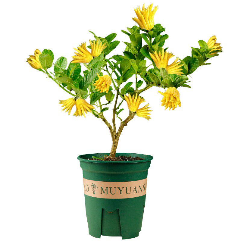 佛手苗金佛手树苗带花果四季阳台室内盆栽庭院种植佛手柑当年结果