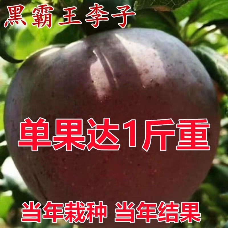 李子苗树苗特大嫁接当年结果四川早熟晚熟脆红李青脆李南北方种植