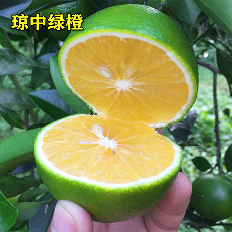 琼中绿橙苗南北方庭院地栽种植果树阳台盆栽嫁接当年结果橙子树苗