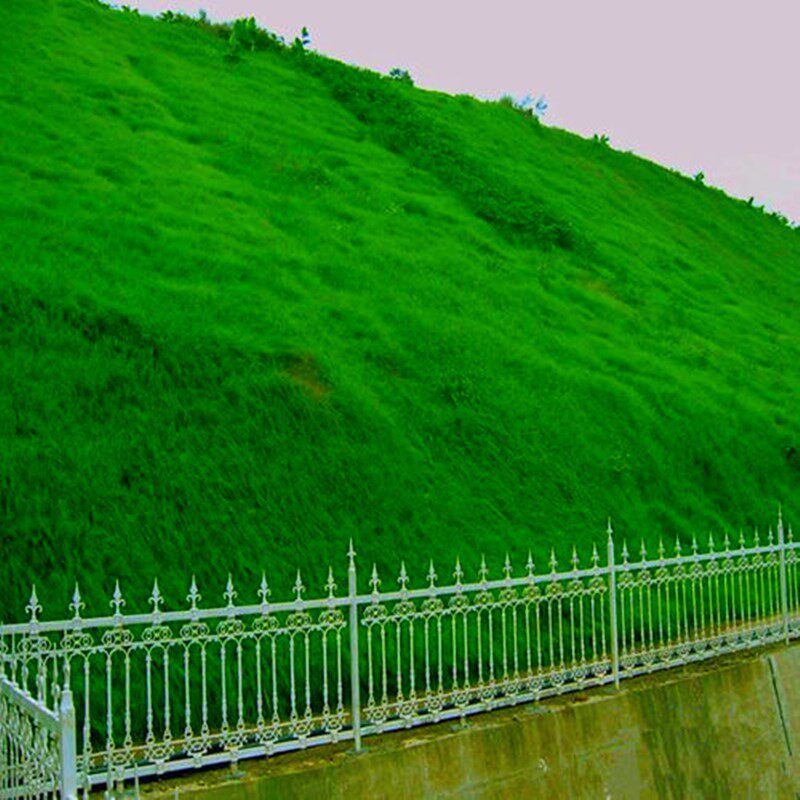 护坡固土草种 护坡草种子草籽 绿化草坪种子四季青耐旱抗热护坡王