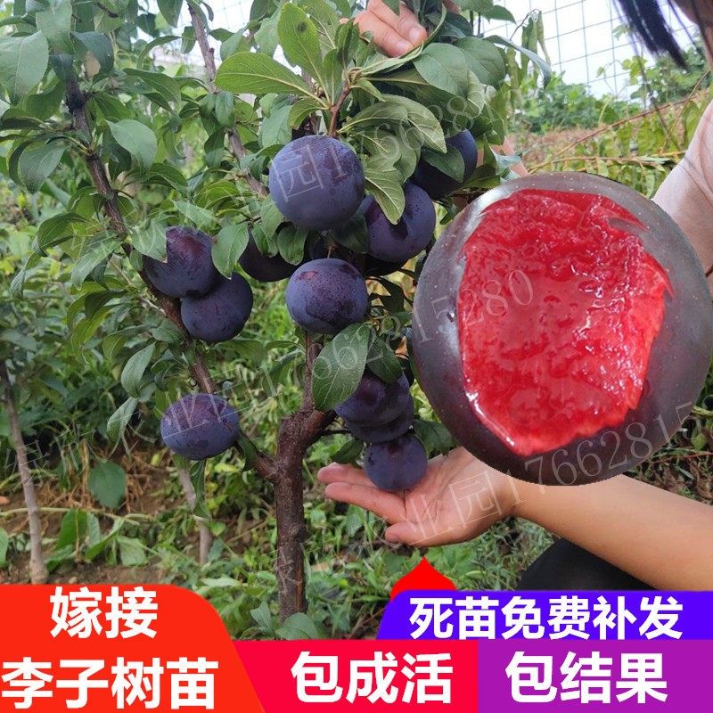 嫁接李子苗树苗盆栽地栽南北方种植新品种特大早熟李子果树苗脱骨