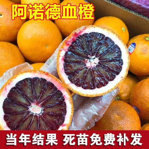 意大利阿诺德血橙苗 有玫瑰香味橙子树苗 南方北方种植当年结果