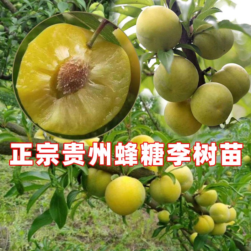 贵州 李子 三月 嫁接 结果