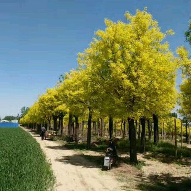 嫁接绿化树苗木  黄金槐  金枝槐